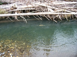 Fly Fishing in the Rocky Mountains (Fernie BC)
