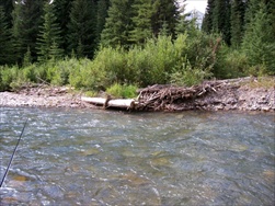 Fly Fishing in the Rocky Mountains (Fernie BC)