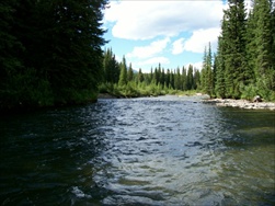 Fly Fishing in the Rocky Mountains (Fernie BC)