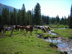 Fly Fishing in the Rocky Mountains (Fernie BC)