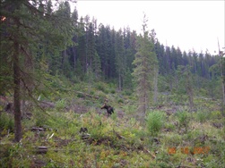 Fly Fishing in the Rocky Mountains (Fernie BC)